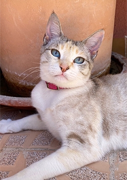 Pisică