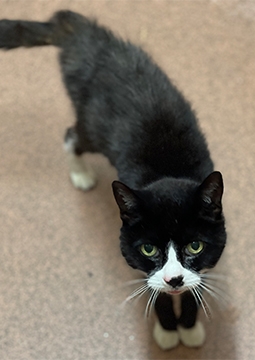 Pisică