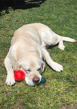 Câine