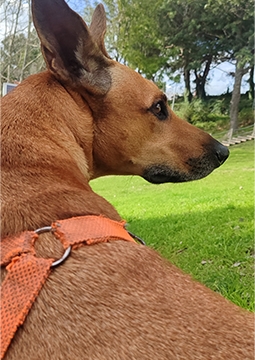 Câine