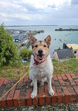Câine