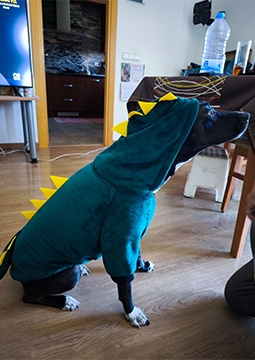 Câine