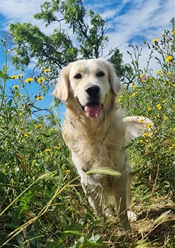 Câine
