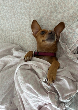 Câine