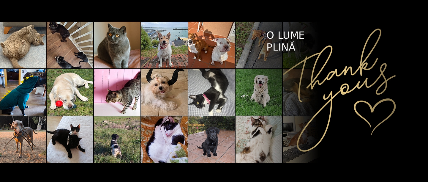 Mulțumesc