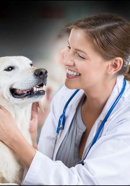 Un câine și un medic veterinar