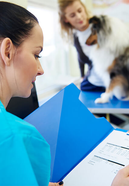 Medicul veterinar verifică documentele