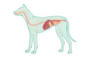 Tratarea afectiunii gastrointestinale la caini si pisici. header image