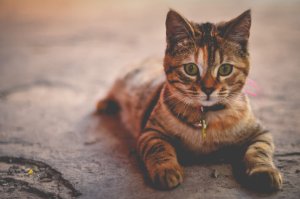 Dermatita alergica - la pisici header image