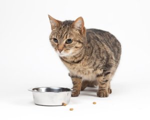 Gastroenterita/ vomatul – la pisici header image
