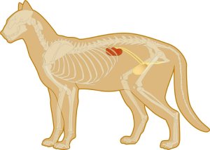 Boala tractului urinar inferior la pisici – Cistita idiopatica si struviti/ urolitiaza cu oxalati de calciu  header image