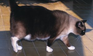 Boala cronica de rinichi si obezitatea – la pisici header image