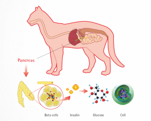 Remisia clinica a diabetului zaharat la o pisica tratata cu insulina si hranita cu o dieta clinica bogata in proteine si cu continut redus de carbohidrati. header image