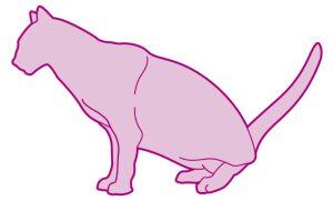 Boala tractului urinar inferior al pisicii (FLUTD) la o pisica femela.  header image