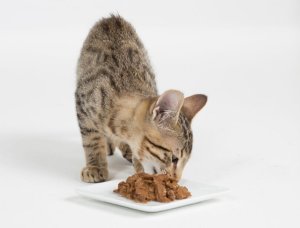 Prevalenta si cauze ale sensibilitatii la hrana la pisicile cu prurit cronic, stare de voma si diaree. header image