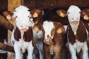 Identificarea alergenilor responsabili pentru reactiile adverse cutanate la caini fata de carnea de miel, vita si laptele de vaca. header image