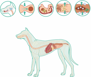 Studiu dietic folosind o dieta comerciala hipoalergenica pe baza de proteina hidrolizata la cainii cu boala inflamatorie intestinala. header image