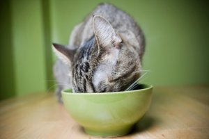 Restrictie calorica intermitenta: o noua modalitate de a hrani pisicile pentru a scadea in greutate. header image