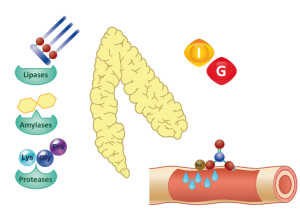 Diagnosticarea clinica si gestionarea pancreatitei acute la caini. header image