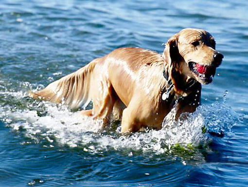 Nutrient-enriched water