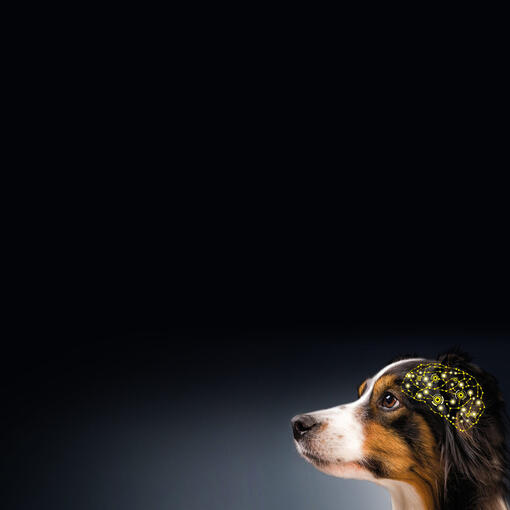 Scala de Evaluare Cognitivă Canină.