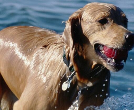 Apă îmbogățită cu nutrienți