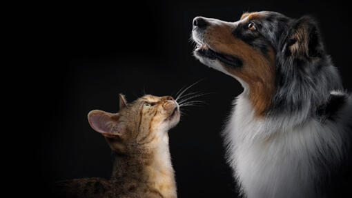 Explorați întreaga gamă de produse PRO PLAN®